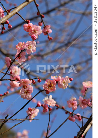 Plum and red winter solstice 38812047