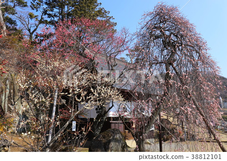 [Yamanashi Prefecture] Kofu City Feroen, Umetenjin and twig plums 38812101
