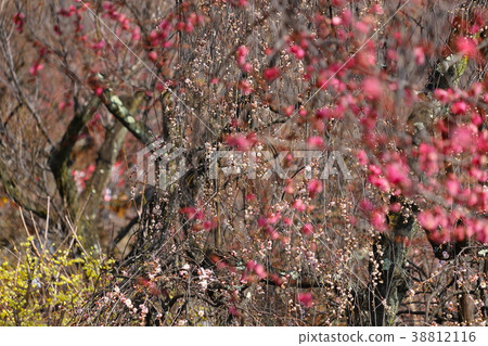 垂柳,日月月光和紅梅,蠟梅 垂柳,日月月光和紅梅,蠟梅 38812116