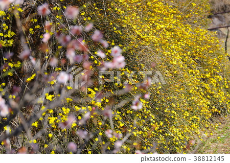 [Yamanashi Prefecture] Kofu City Feroen Garden Yellow plum and red plum 38812145