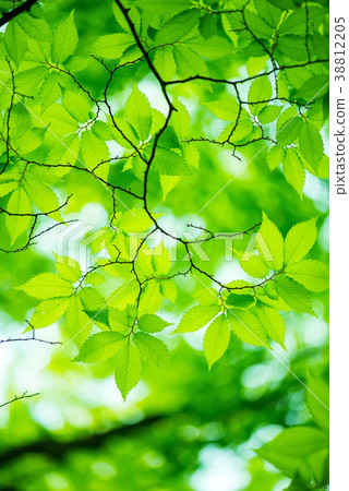 Fresh green 38812205