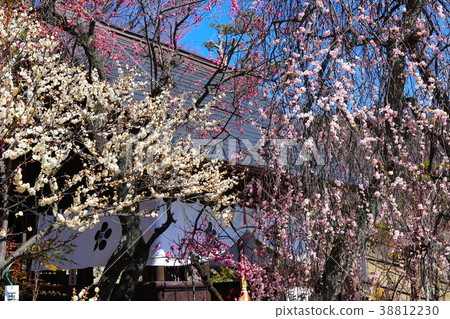 [Yamanashi Prefecture] Kofu City Feroen, Umetenjin and twig plums 38812230