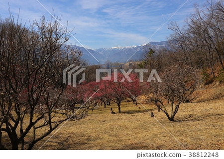 [Yamanashi Prefecture] Kai-shi Shishimajima Ume no Sato and the Southern Alps in the Snow Cover 38812248