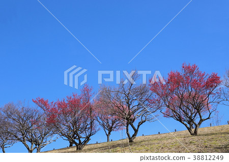 [Yamanashi Prefecture] Kai City Shishikijima Ume no Sato 38812249