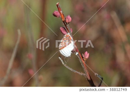 Cotton caterpillar 07 38812749