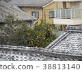 Snowing trees 38813140