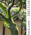 Mossy wood 38813148