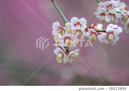 plum	 38813909