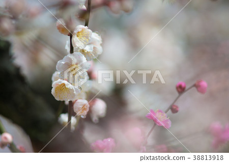 梅 38813918