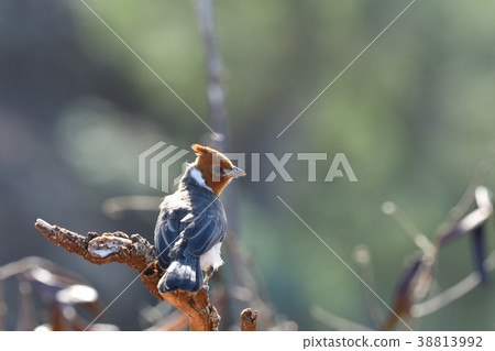 銀杏幼鳥 38813992