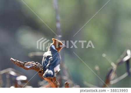 銀杏幼鳥 38813993