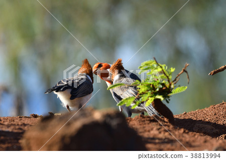 從父母鳥得到食物的銀杏幼鳥 從父母鳥得到食物的銀杏幼鳥 38813994