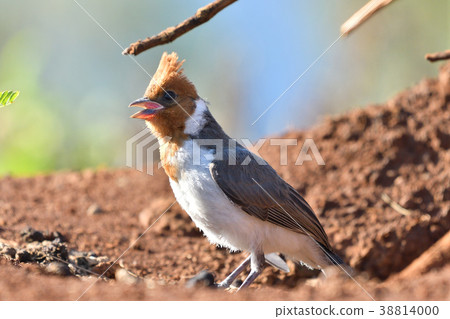 Young bird of Ginkgo 38814000