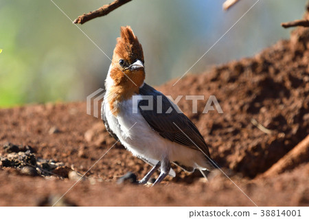Young bird of Ginkgo 38814001