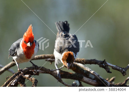紅雀親子 38814004