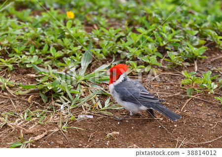 A parent bird of the Hawaiian immigrant species A parent bird of the Hawaiian immigrant species 38814012