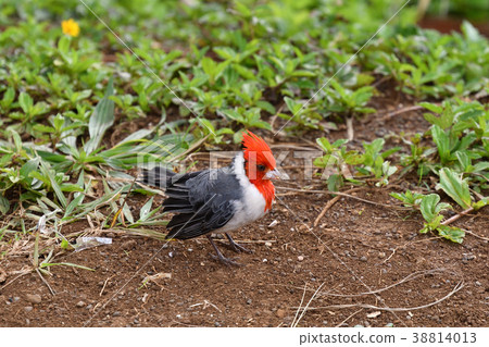 A parent bird of the Hawaiian immigrant species A parent bird of the Hawaiian immigrant species 38814013