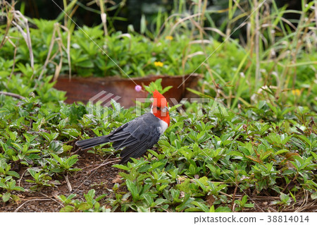 A parent bird of the Hawaiian immigrant species A parent bird of the Hawaiian immigrant species 38814014