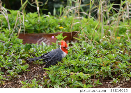 夏威夷移民物種的親鳥 38814015