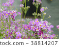 Flowers outside my house window flowers bloom 38814207