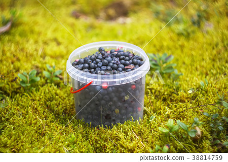 Wild blueberry in summer forest. 38814759