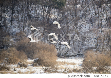 Crane, Cheolwon-gun, Gangwon-do, Korea Crane, Cheolwon-gun, Gangwon-do, Korea 38815147