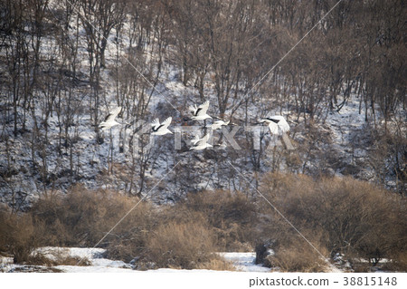 起重機,Cheolwon-gun,江原道,韓國 起重機,Cheolwon-gun,江原道,韓國 38815148