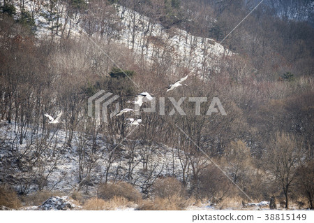 Crane, Cheolwon-gun, Gangwon-do, Korea Crane, Cheolwon-gun, Gangwon-do, Korea 38815149