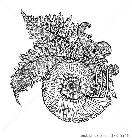 Prehistoric graphic seashell and fern branches Prehistoric graphic seashell and fern branches 38815546