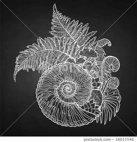 Prehistoric graphic seashell and fern branches Prehistoric graphic seashell and fern branches 38815548