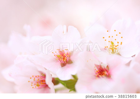 春季 春季 38815603