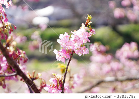 河津櫻花 河津櫻花 38815782