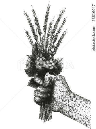 Hand with malt and hop in stippling technique 38816047
