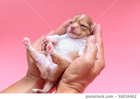 Newborn puppy Chihuahua sleeps on man's hand Newborn puppy Chihuahua sleeps on man's hand 38816402