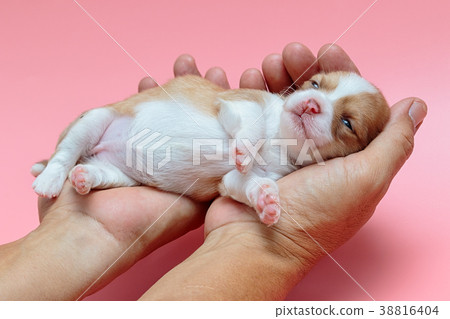 Newborn puppy Chihuahua sleeps on man's hand Newborn puppy Chihuahua sleeps on man's hand 38816404