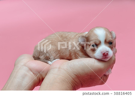Newborn puppy Chihuahua sleeps on man's hand Newborn puppy Chihuahua sleeps on man's hand 38816405