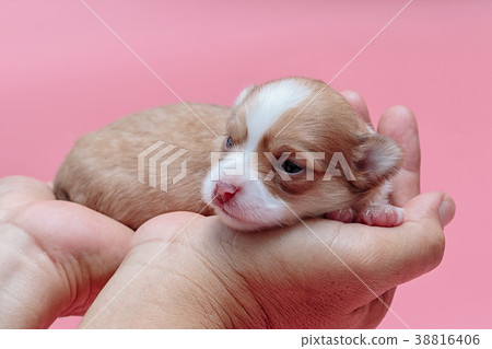 Newborn puppy Chihuahua sleeps on man's hand Newborn puppy Chihuahua sleeps on man's hand 38816406