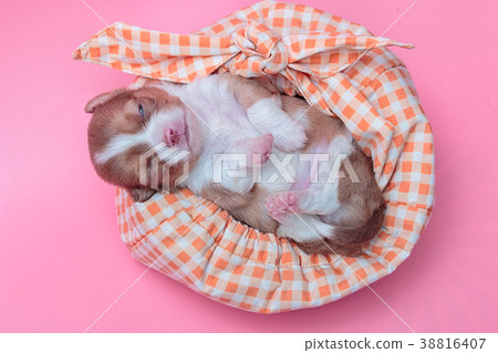 Newborn puppy Chihuahua sleeps on colorful bag Newborn puppy Chihuahua sleeps on colorful bag 38816407