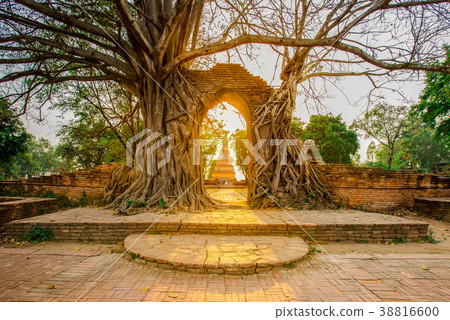Statue, Formal Garden, Ornamental Garden, Old Ruin 38816600