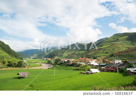 Agriculture Green Rice fields and rice terraced  38816637