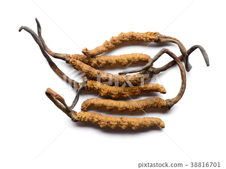 Cordycep sinensis herbs (Chong cao) Viagra 38816701