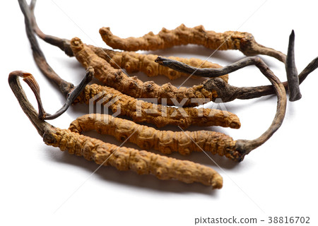 Cordycep sinensis Tibetan herbs and drugs are coll 38816702