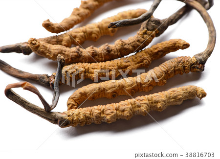 Group of fresh cordyceps sinensis Group of fresh cordyceps sinensis 38816703