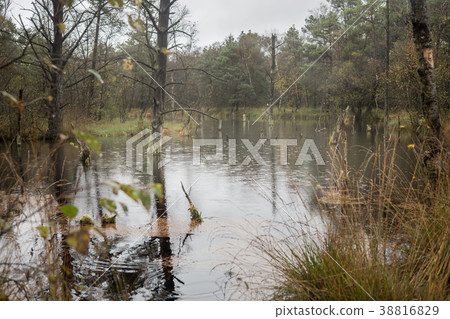 Beautiful moor landscape in the lueneburger heide 38816829