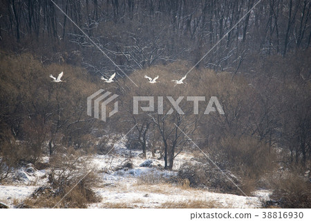 Crane, Cheolwon-gun, Gangwon-do, Korea 38816930