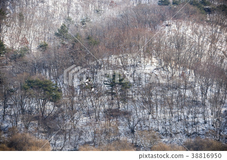 Crane, Cheolwon-gun, Gangwon-do, Korea Crane, Cheolwon-gun, Gangwon-do, Korea 38816950