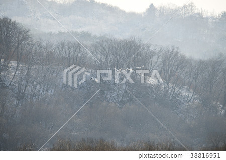 起重機，Cheolwon-gun，江原道，韓國 38816951