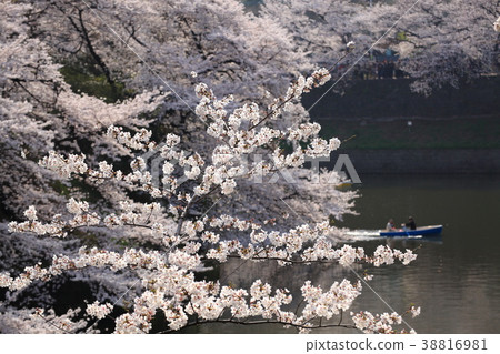 Go west from around the Ta'anmon of the Budokan and watch the cherry blossoms of Chidorigafuchi 38816981