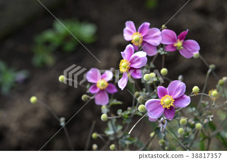 Shumayigiku (Autumn) Shumayigiku (Autumn) 38817357