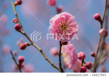 李子 38817941
